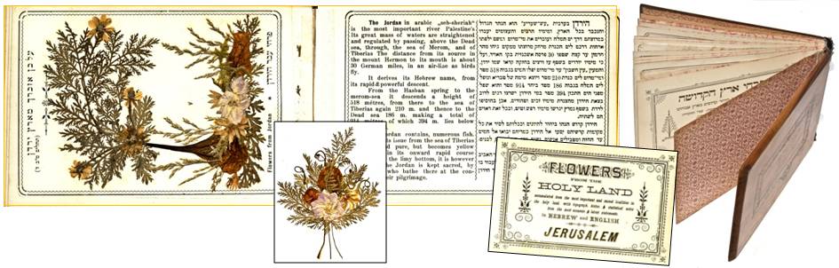 Flowers of the Holy Land book