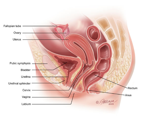 Illustration of female pelvic organs