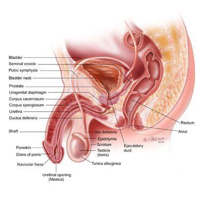 Illustration of the male pelvic organs