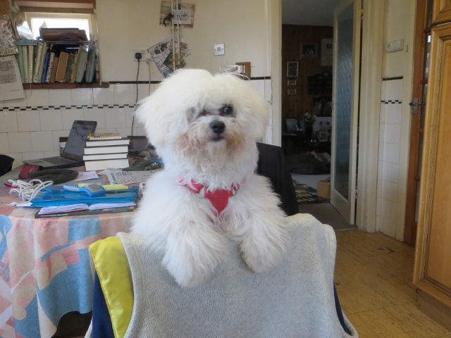 Freddie harnessed up and ready for his walk, after having been pampered.