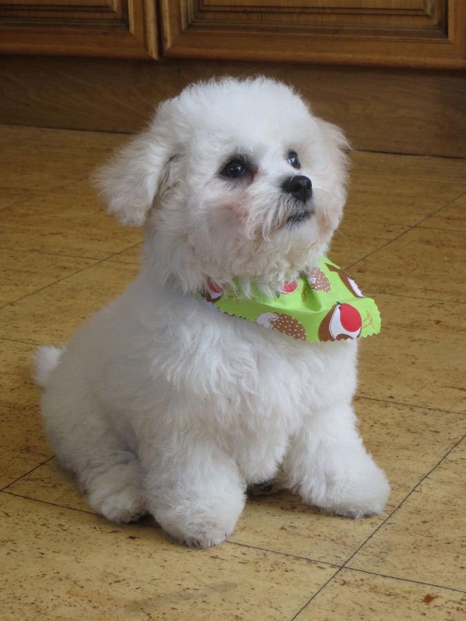 Freddie after his first grooming