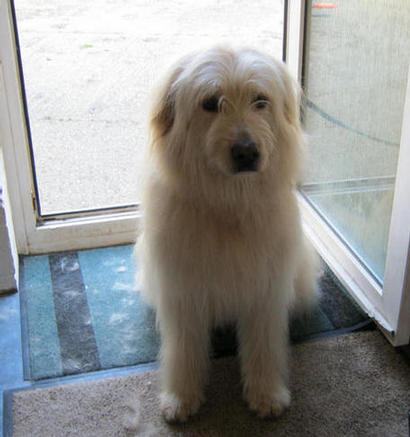 Trinco the Catalan Sheepdog