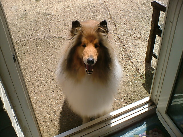 Rusty the Collie
