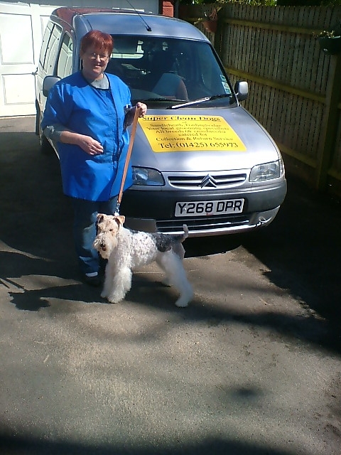 Wire Fox Terrier