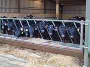 Young Aberdeen Angus Calves in their winter home