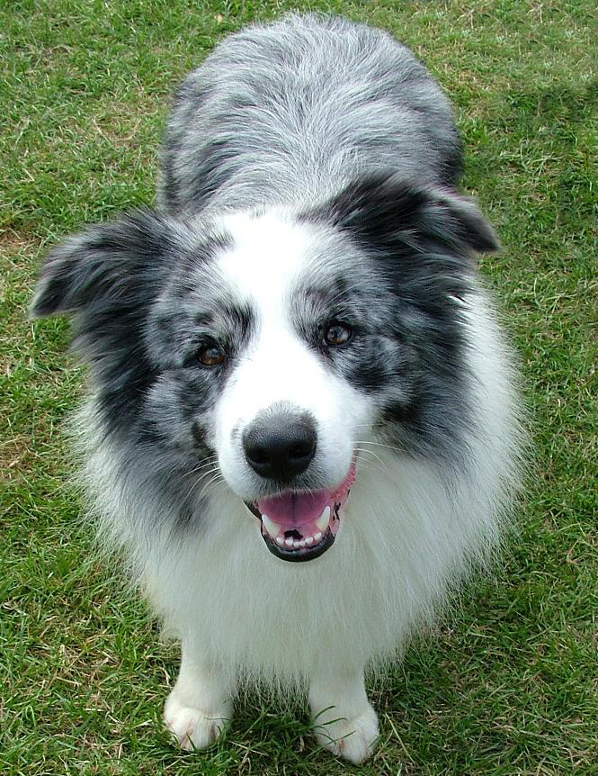 Blue border sale collie