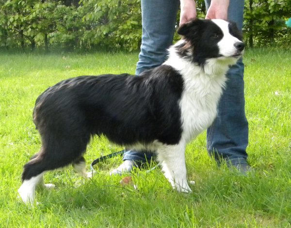 Littlethorn sales border collies