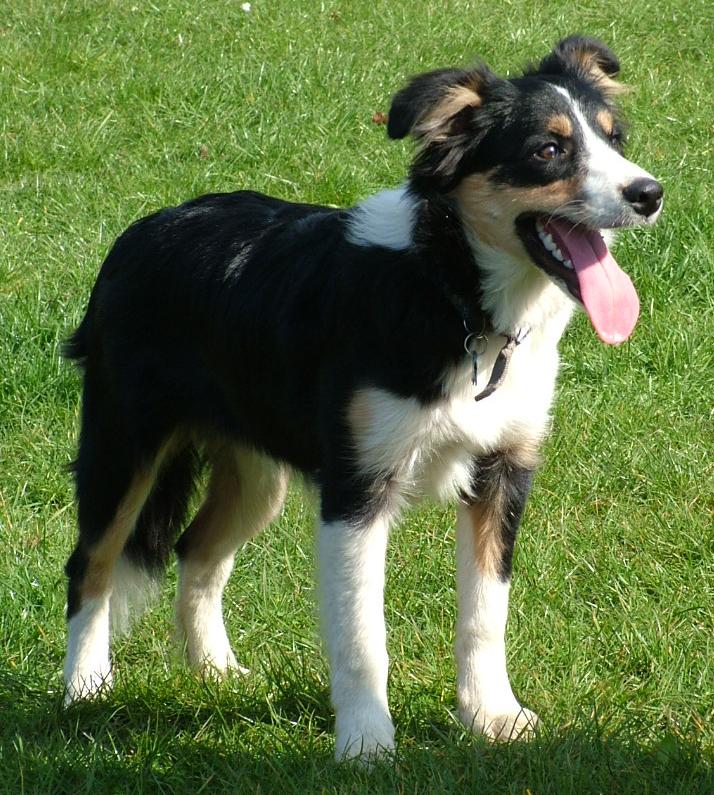 6 month old border clearance collie