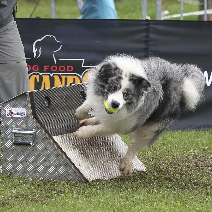 Competing at the 2011 European Flyball Championships in Germany