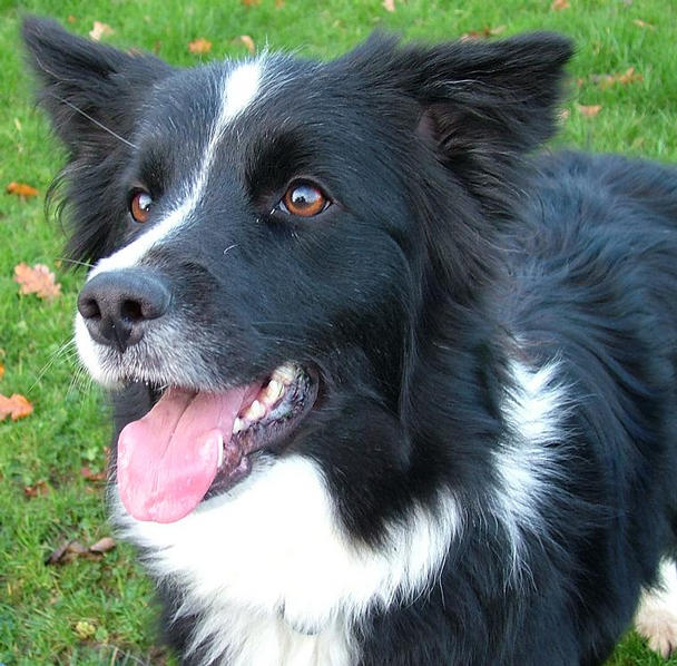 what is cea and border collies