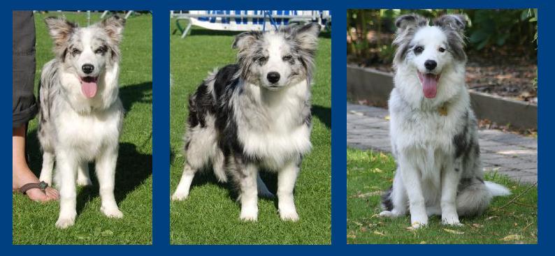 'Mieken' (Hello It's Me Van't Vlassenhout) , 'Boyken' (Handsome Boy Van't Vlassenhout) and Heaven (Heaven Van't Vlassenhout) out of  Lux Pol CH Willowtree Dewdrop