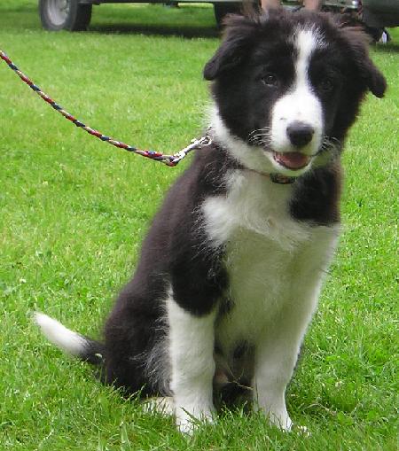 4 months old - Askham Bryan July 2005