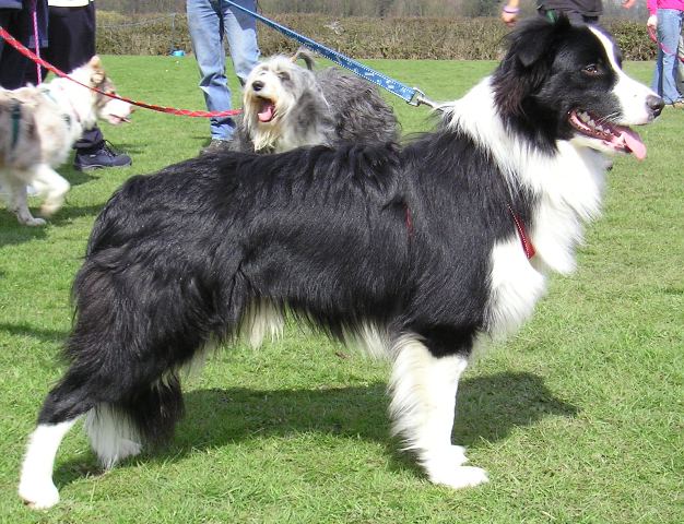 at his first flyball comp...he was a star!!