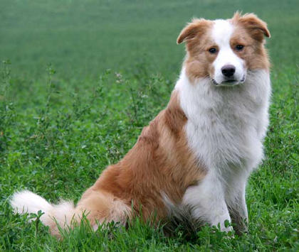 red sable border collie