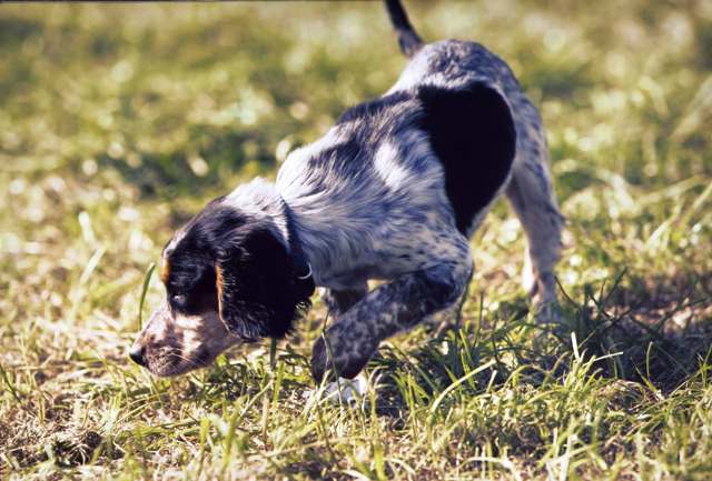 typical cocker pose!! (Sept '06)