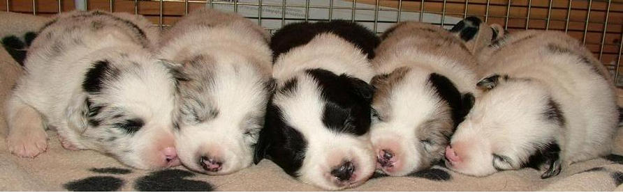 2 week old hot sale border collie puppies