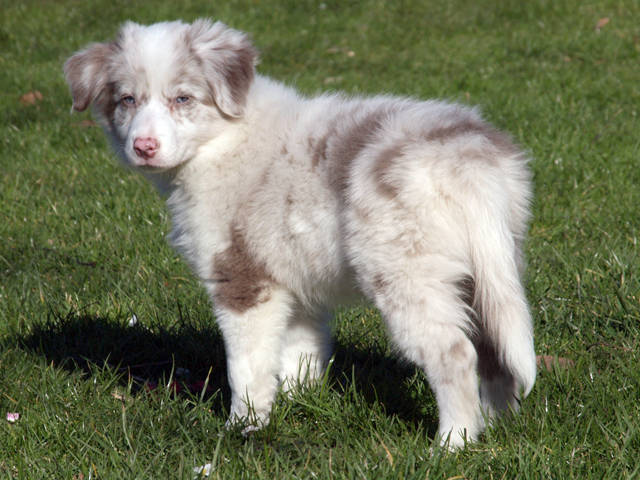 lilac border collie