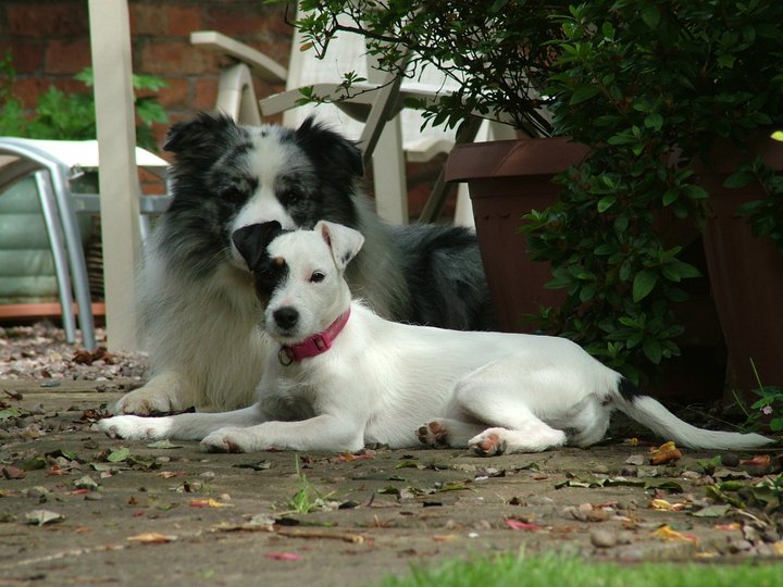 8 months old, chilling in the garden with Spark