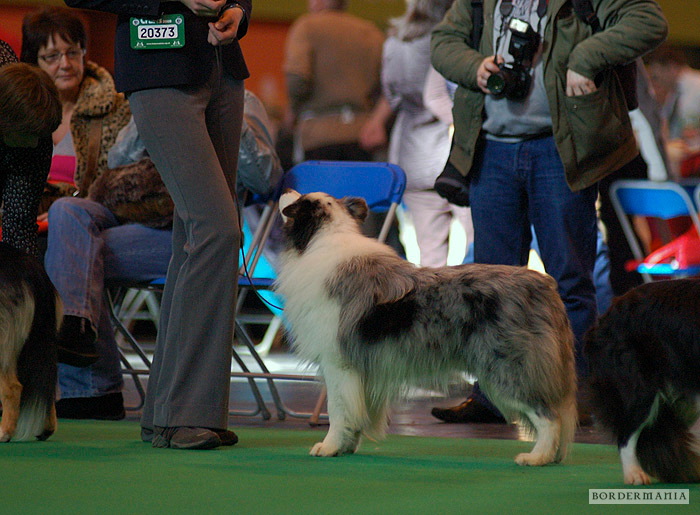 Crufts 2009 - 3rd in Yearling Dog