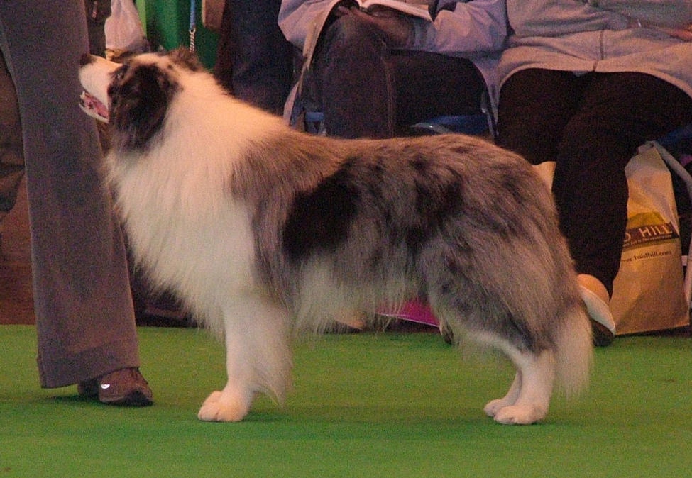 Crufts 2010 - winning Limit Dog and taking the RCC