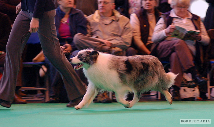 On the move in the big ring at Crufts 2009 (pic courtesy of Judit Novak)