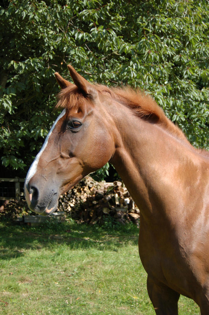 pony and owners