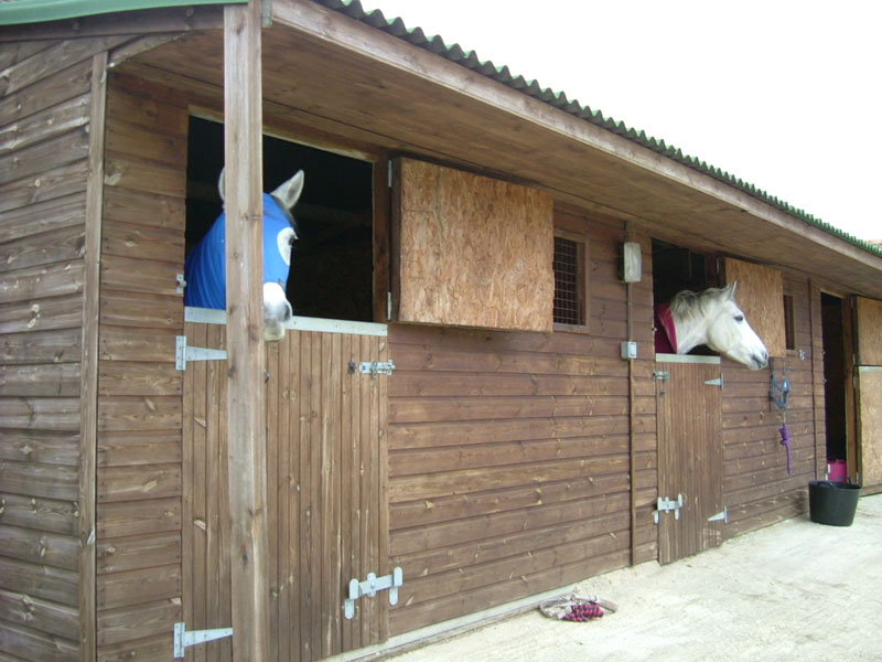 horses in stables