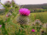 Spear Thistle