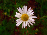 Unscented Mayweed