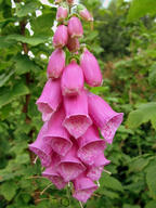 Foxglove
