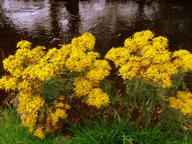 Ragwort