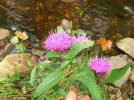 Knapweed