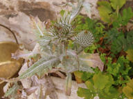 Cotton Thistle