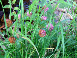 Red Clover