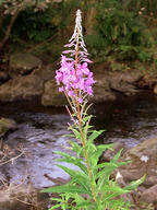Rosebay Willow Herb