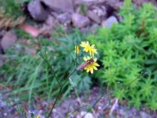 Nipplewort