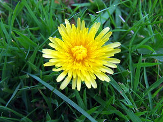 Dandelion