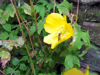 Welsh Poppy