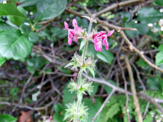 Hedge Woundwort