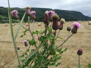 Creeping thistle