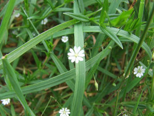 Stichwort
