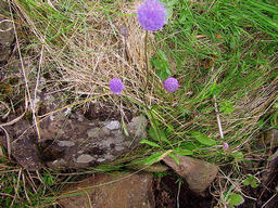 Water Mint