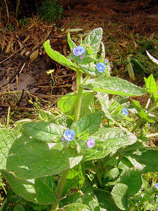 Green Alkanet