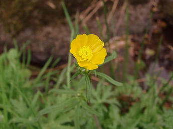 Goldilocks Buttercup