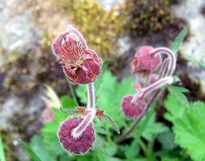Water Avens