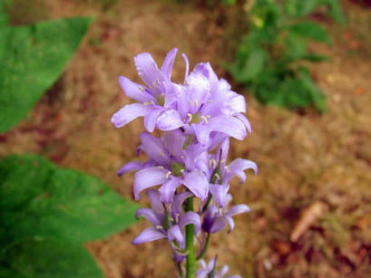Bluebells