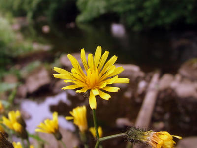Hawkweed