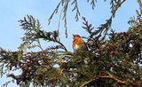 Robin in full song