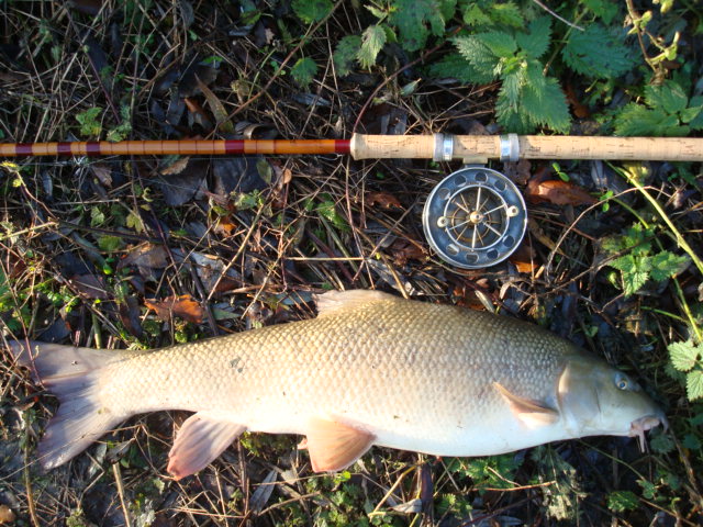 Avocet and Barbel