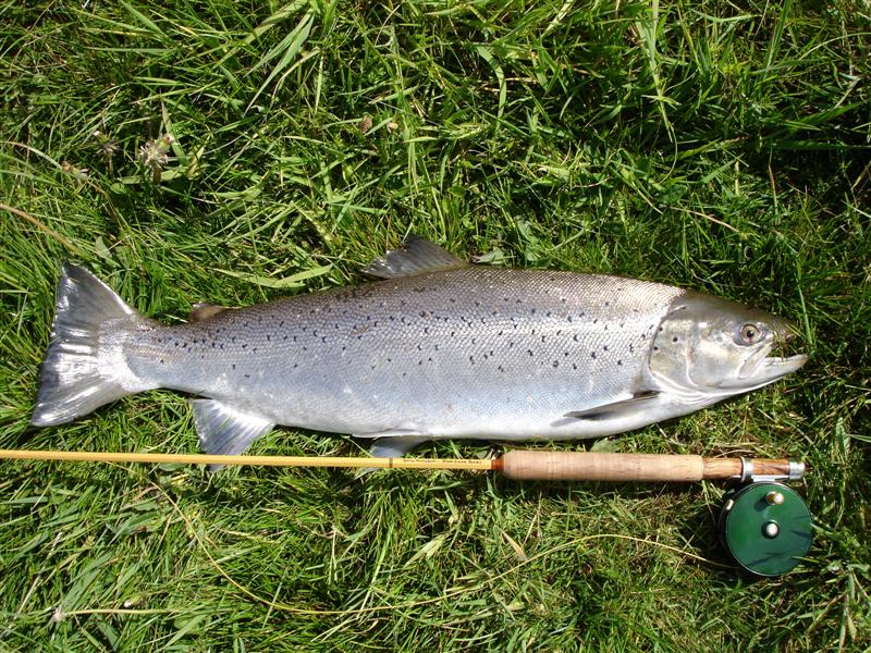 Sea Trout - Uwe Heyk